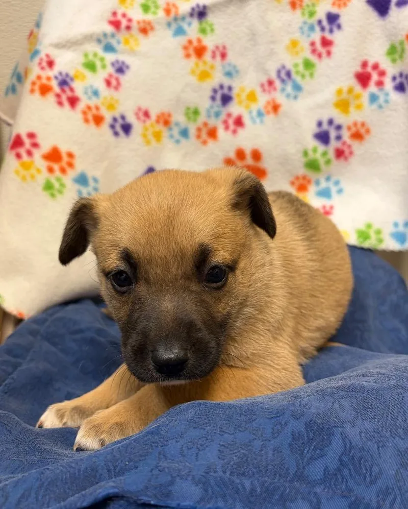A baby medium-sized female Shepherd dog named Sooty for adoption in Clinton, SC