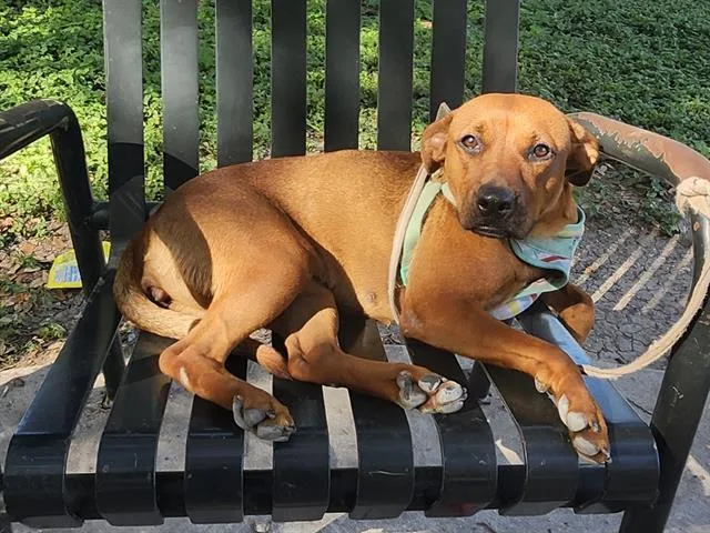 A young medium-sized female Labrador Retriever dog named Honey for adoption in San Antonio, TX