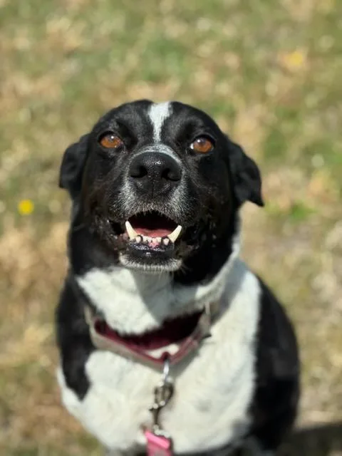 Lola