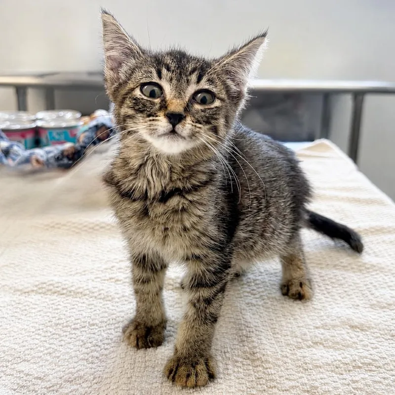 A baby small-sized male Brown / Chocolate Domestic Short Hair cat named Denim for adoption in Austin, TX