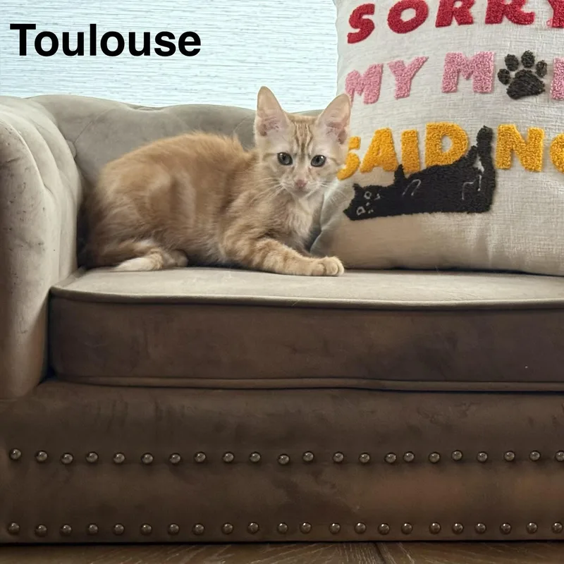 A baby medium-sized male Orange / Red Domestic Short Hair cat named Toulouse for adoption in Houston, TX