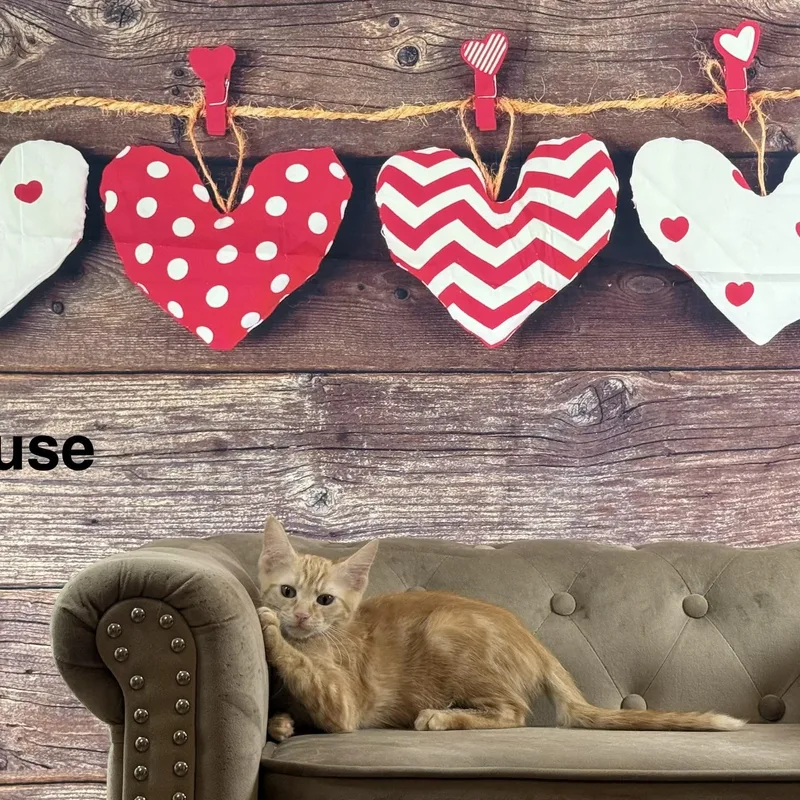Toulouse thumbnail 2