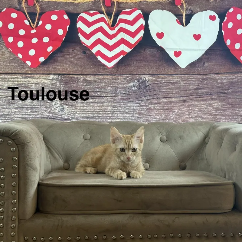 Toulouse thumbnail 3