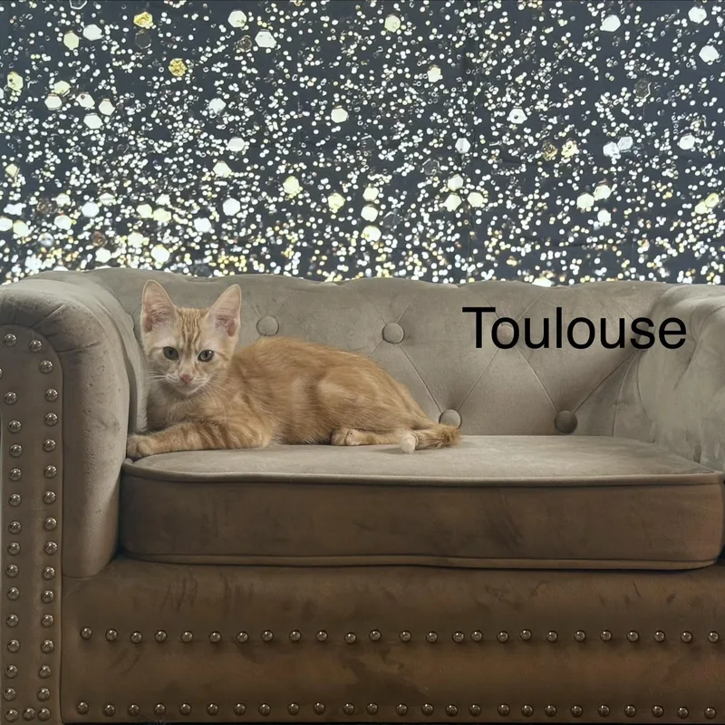 Toulouse thumbnail 4
