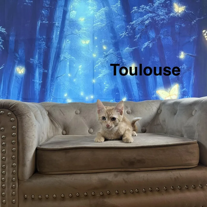 Toulouse thumbnail 5