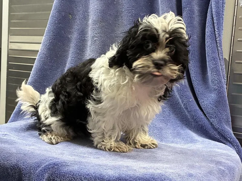 A baby small-sized male Tricolor (Brown, Black, & White) Shih Tzu dog named Shih TzuPoodle for adoption in Chattanooga, TN