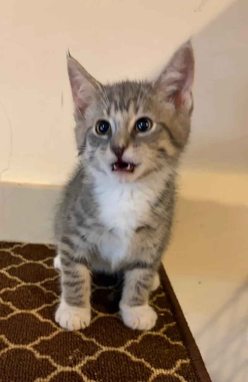 A baby medium-sized female Tabby (Gray / Blue / Silver) Domestic Short Hair cat named Tootsie for adoption in East Brunswick, NJ
