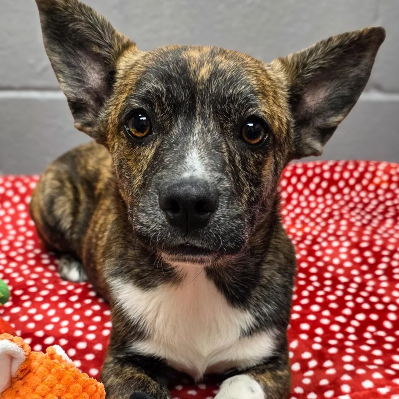A baby medium-sized male Brindle Cardigan Welsh Corgi dog named George for adoption in Gainesville, TX