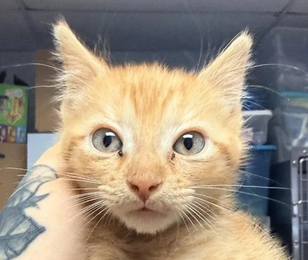 A baby small-sized male Domestic Short Hair cat named Puglsey for adoption in Salisbury, MD