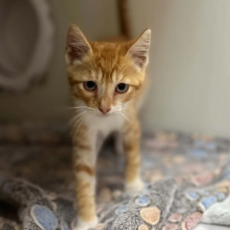 A baby small-sized male Orange / Red Domestic Short Hair cat named Tiger King for adoption in Caryville, TN