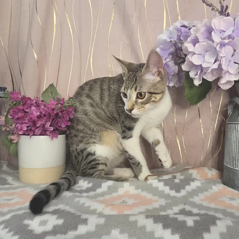 A baby small-sized male Tabby (Gray / Blue / Silver) Domestic Short Hair cat named Tiger for adoption in Long Beach, MS