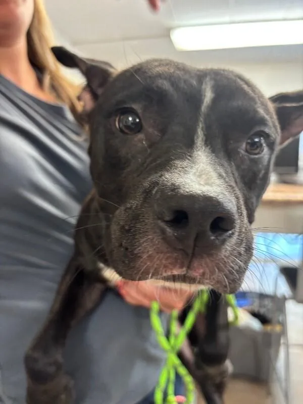 An adult medium-sized male Black Mixed Breed dog named Sal Stewart for adoption in Cincinnati, OH