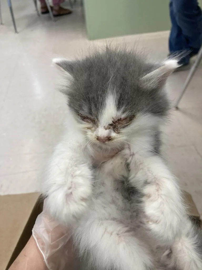 A baby medium-sized male Domestic Short Hair cat named Licorice for adoption in Burnsville, NC