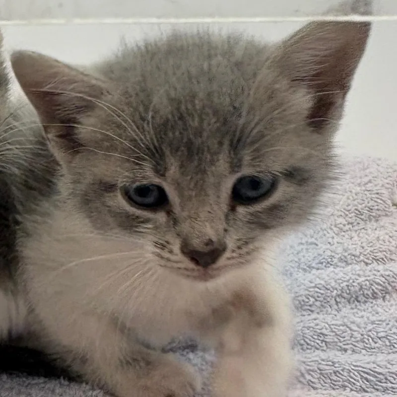A baby small-sized female Gray / Blue / Silver Domestic Short Hair cat named Fritzi for adoption in Columbus, GA