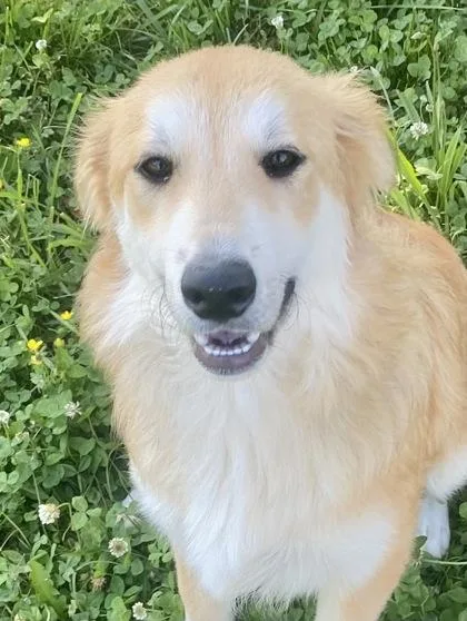 A young medium-sized female Apricot / Beige Golden Retriever dog named Karma for adoption in Honeoye Falls, NY