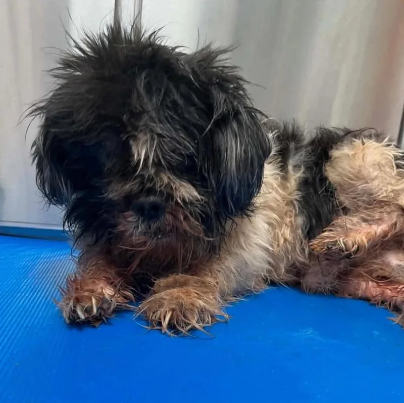 A senior small-sized male Tricolor (Brown, Black, & White) Mixed Breed dog named Ledger for adoption in Long Island City, NY