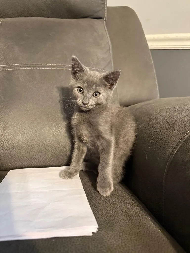 A baby medium-sized male Domestic Short Hair cat named Ash for adoption in Evans, GA