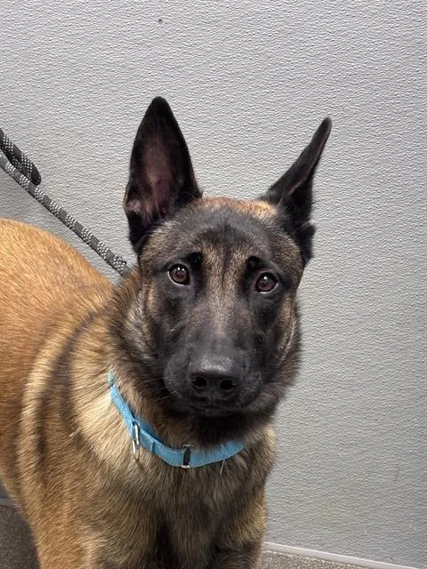 Dustyn