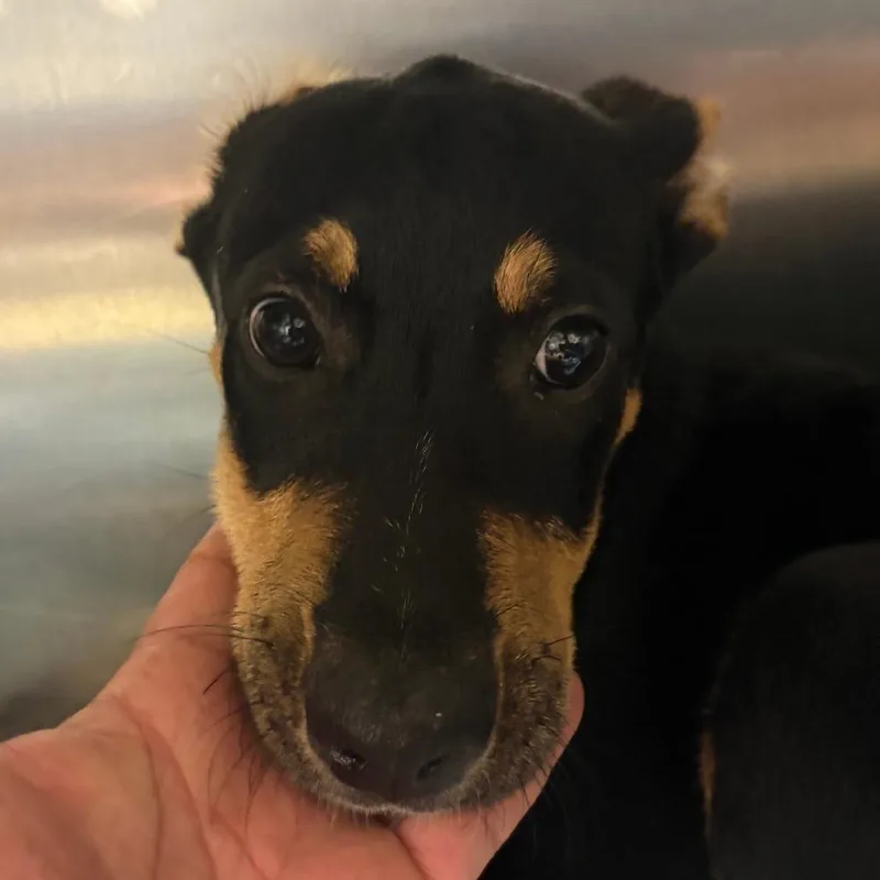 A baby medium-sized male Black Shepherd dog named Safari U for adoption in Tupelo, MS
