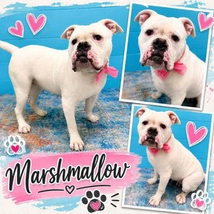 An adult medium-sized female American Bulldog dog named Marshmellow for adoption in Seagoville, TX