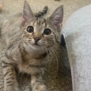 A baby small-sized female Domestic Short Hair cat named Puffin for adoption in Chaska, MN