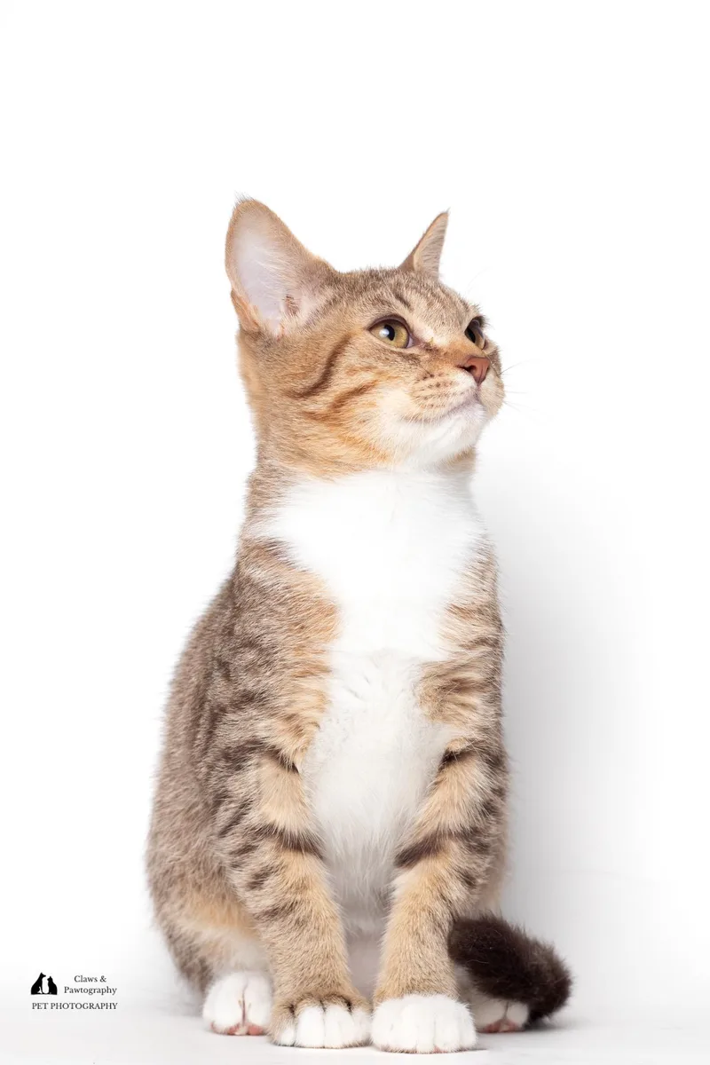 Daniel @ Fat Cat thumbnail 3