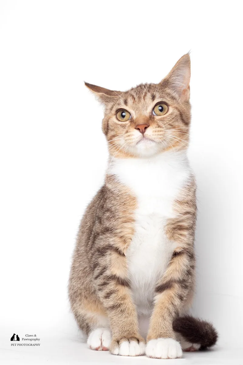 Daniel @ Fat Cat thumbnail 5