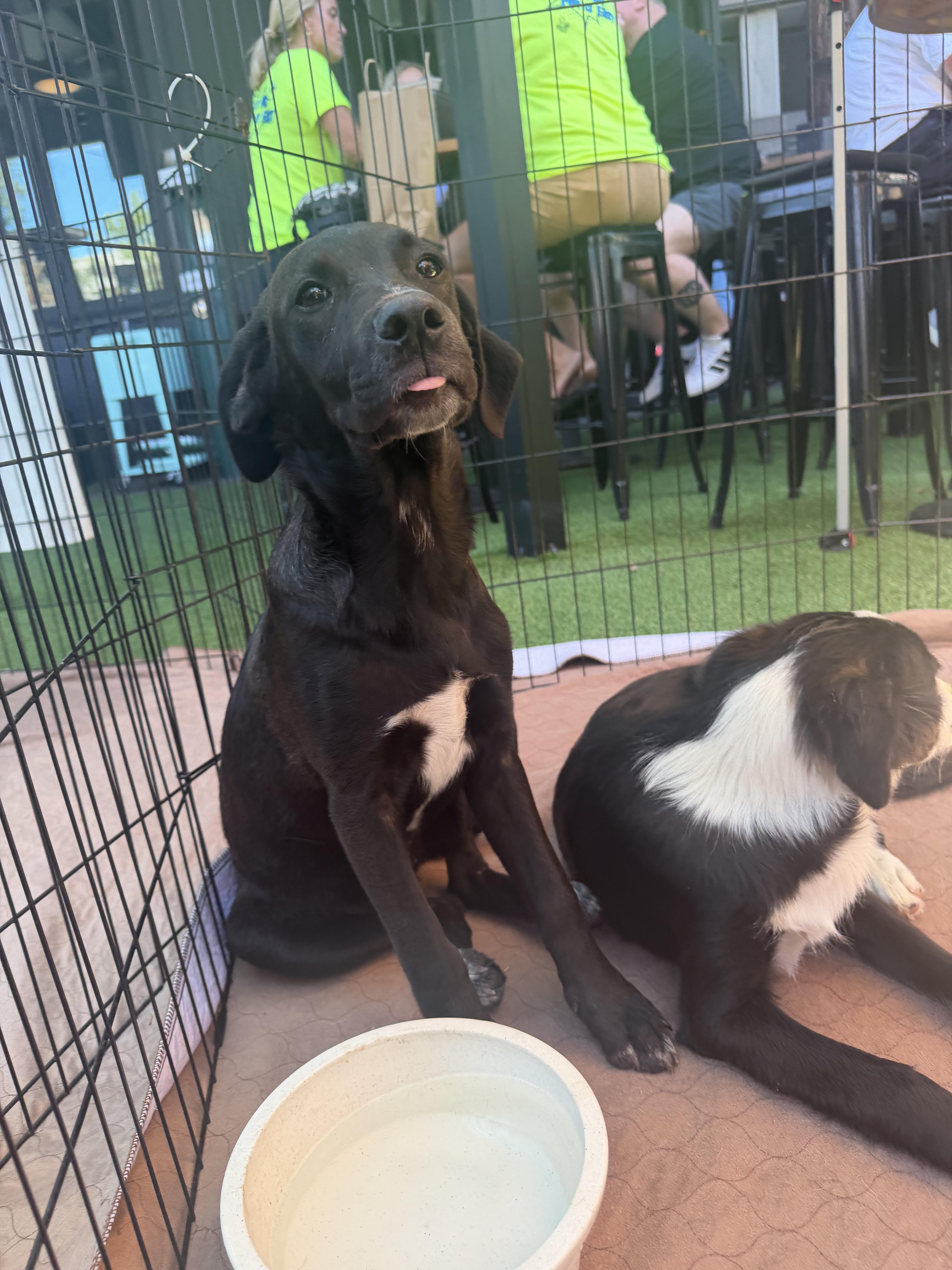 A young medium-sized female Black Labrador Retriever dog named Maude for adoption in Concord, CA