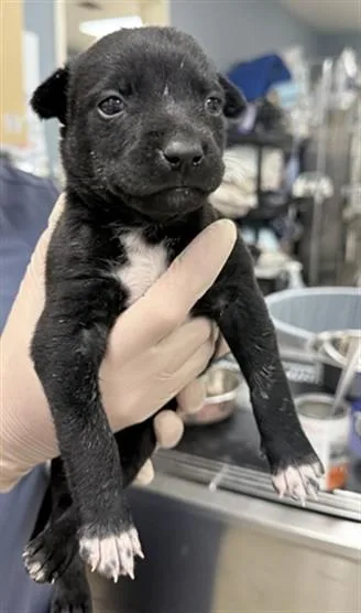 A baby small-sized female German Shepherd Dog dog named Timon for adoption in Riverside, CA
