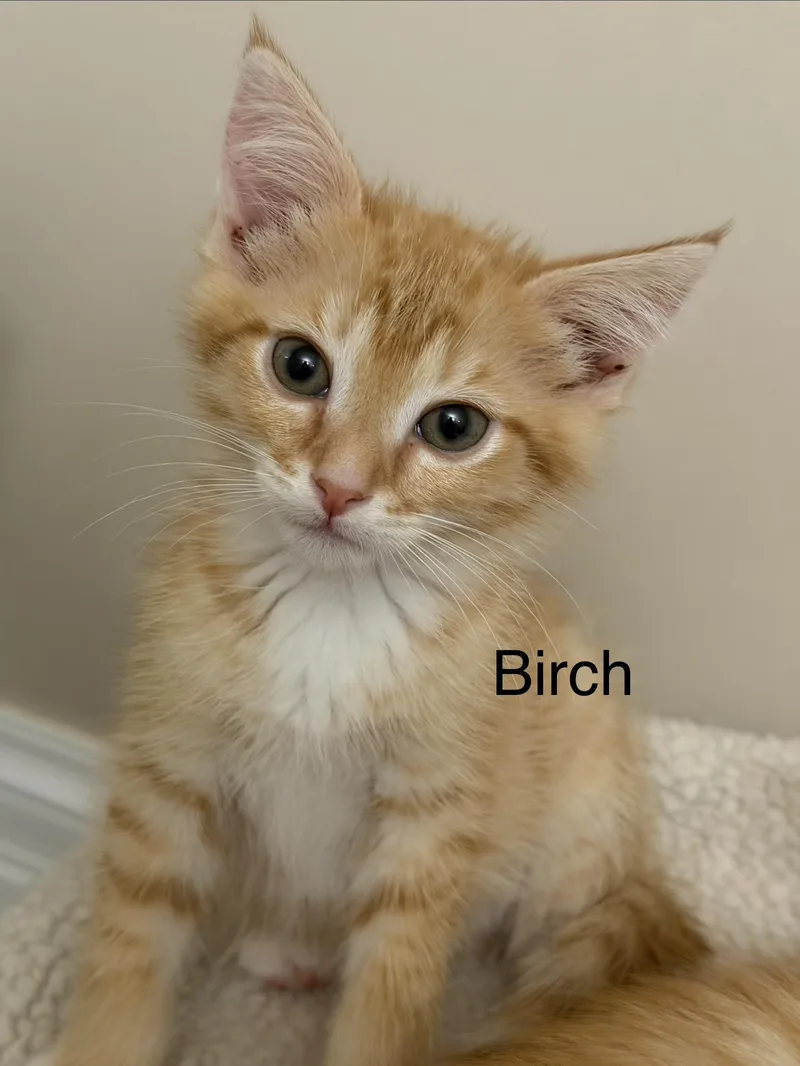 A baby medium-sized male Domestic Short Hair cat named Birch for adoption in Crossville, TN