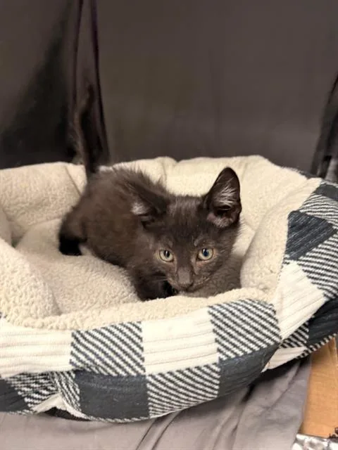 An adult small-sized male Domestic Short Hair cat named Jolly for adoption in Appling, GA