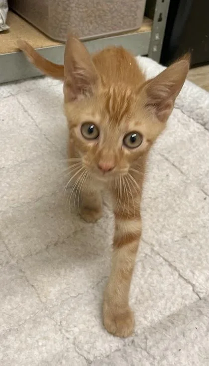 A young medium-sized male Domestic Short Hair cat named Griff for adoption in Sautee Nacoochee, GA