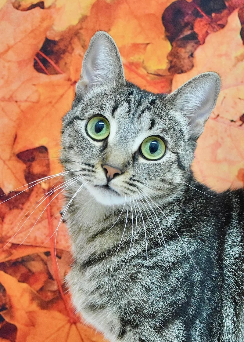 A young medium-sized female Domestic Short Hair cat named Dahlia for adoption in Dublin, CA