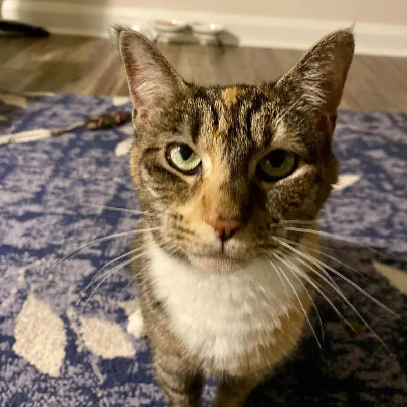 A senior small-sized female Calico Domestic Short Hair cat named Winnie for adoption in Reisterstown, MD