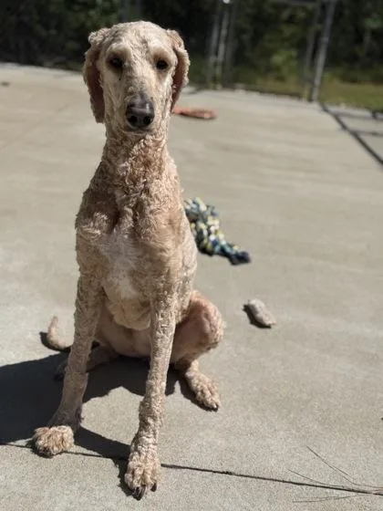 An adult medium-sized female Standard Poodle dog named Caramel Swirl for adoption in King William, VA