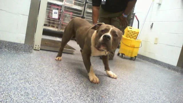 An adult large-sized male Pit Bull Terrier dog named Theodore for adoption in Charlotte, NC