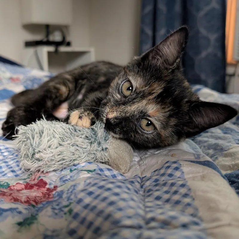 A baby small-sized female Tortoiseshell Domestic Short Hair cat named Scary Spice for adoption in Laramie, WY