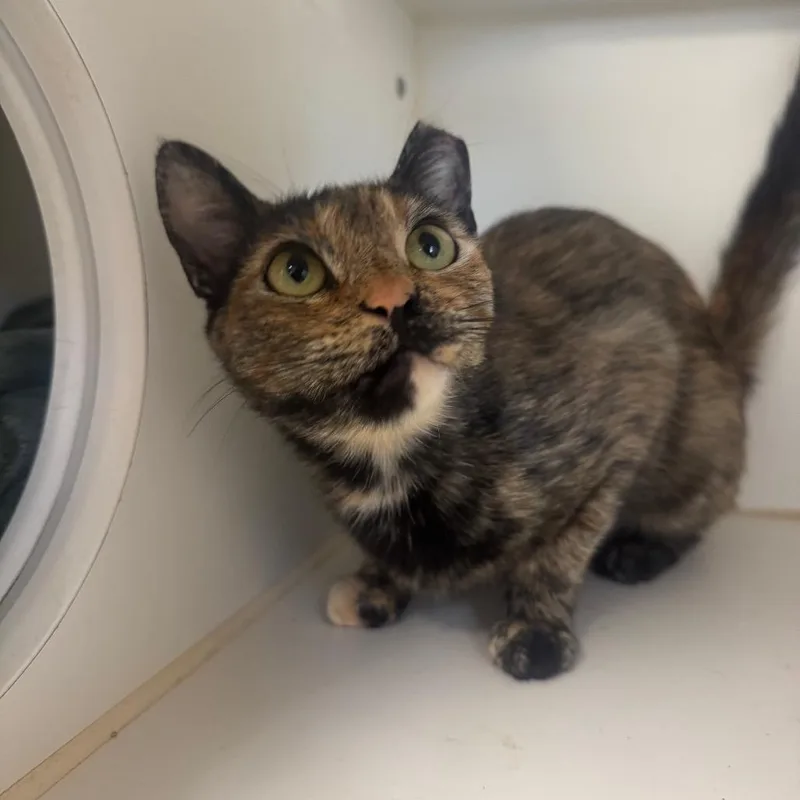 An adult medium-sized female Torbie Domestic Short Hair cat named Tangie for adoption in Buellton, CA