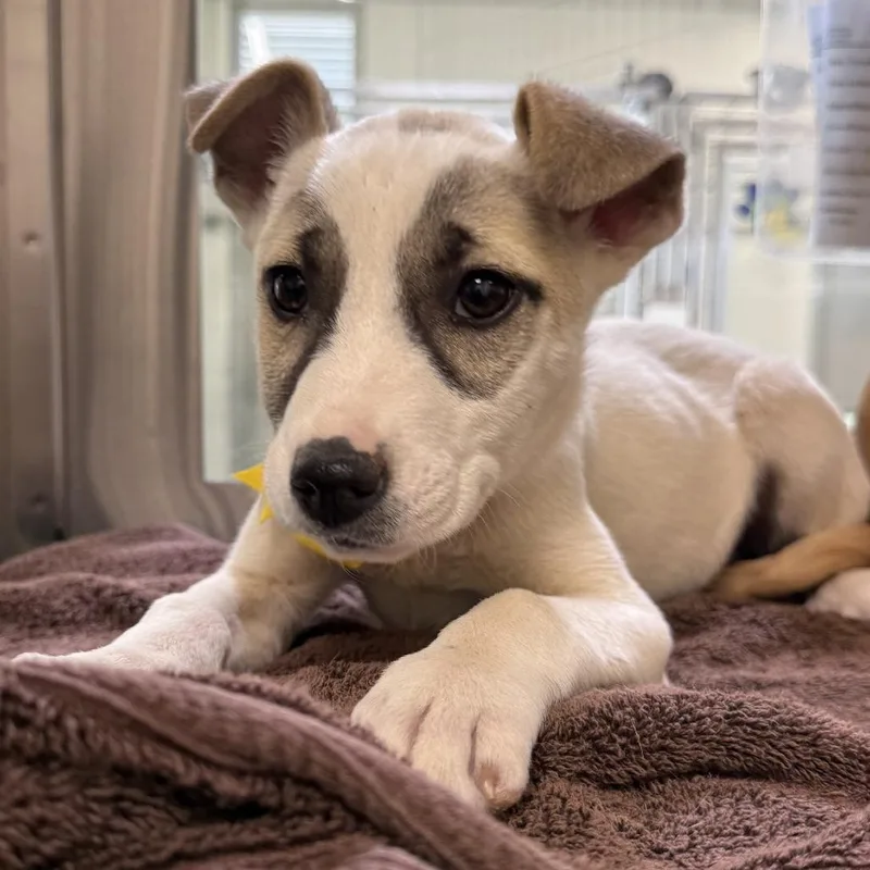 A young medium-sized female White / Cream Mixed Breed dog named Bentley for adoption in Las Cruces, NM