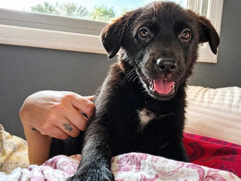 A baby medium-sized female Black Mixed Breed dog named Ursula for adoption in Kenosha, WI