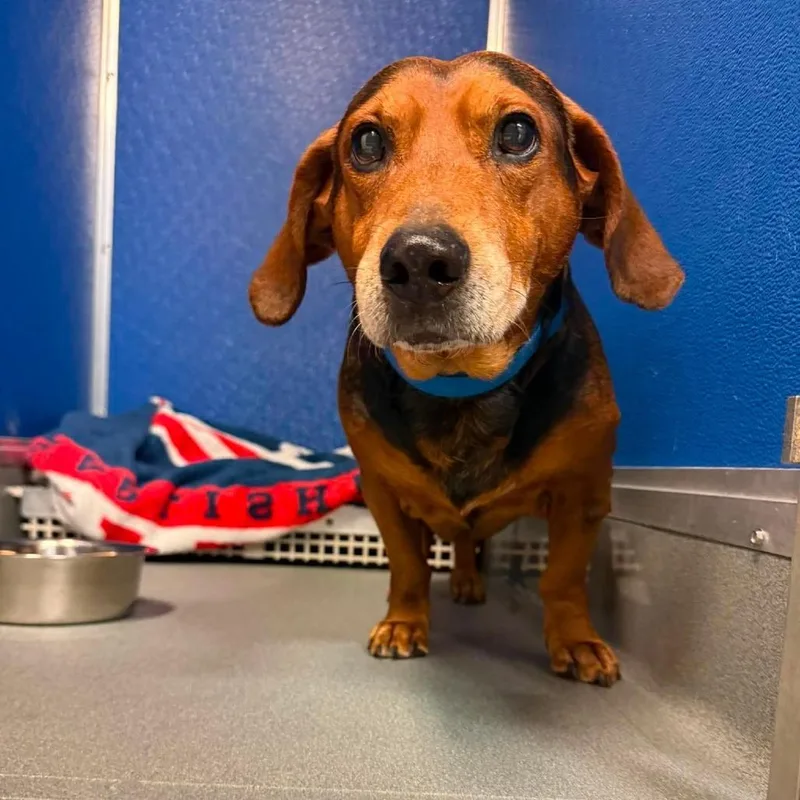 A senior medium-sized male Black Mixed Breed dog named Buddy for adoption in Beckley, WV