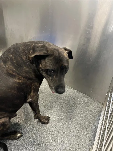An adult medium-sized male Pit Bull Terrier dog named Oscar for adoption in Dallas, TX