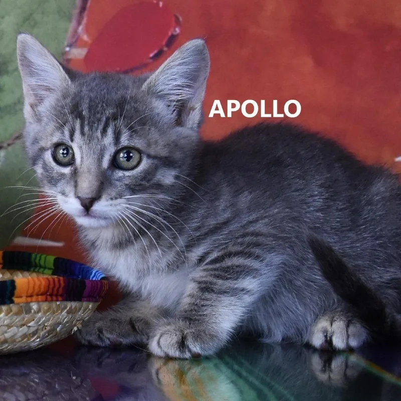 A baby small-sized male Gray / Blue / Silver Domestic Short Hair cat named Apollo for adoption in Yuma, AZ