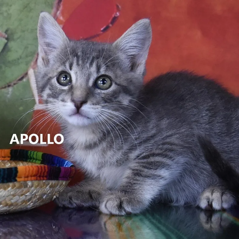 Apollo thumbnail 2
