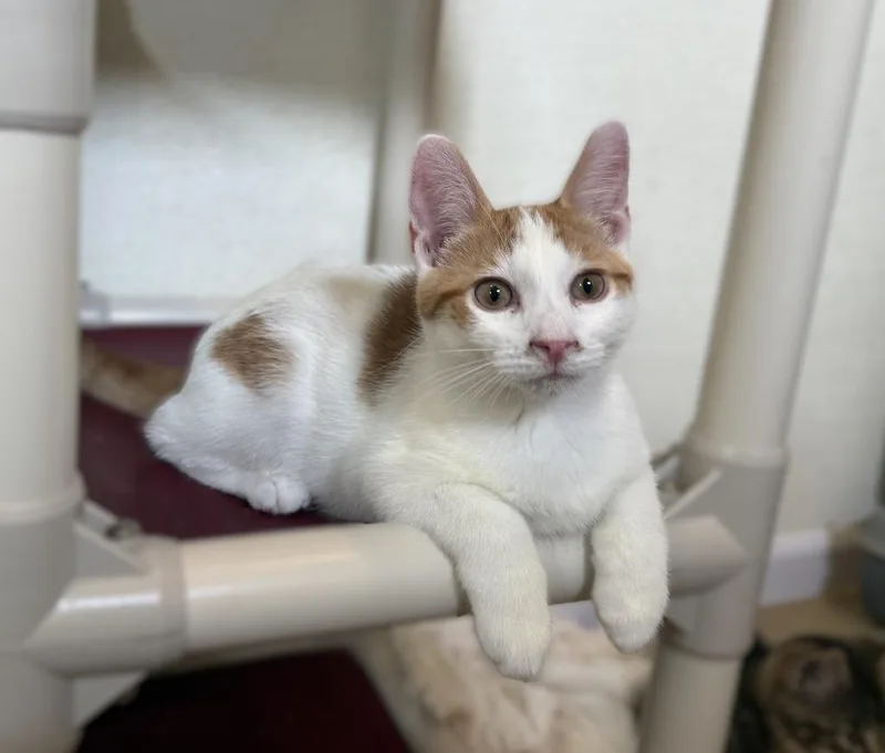 A young medium-sized male Domestic Short Hair cat named Squill for adoption in Viroqua, WI