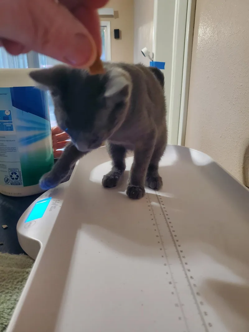 A baby medium-sized male Gray / Blue / Silver Domestic Short Hair cat named Ash for adoption in Oviedo, FL