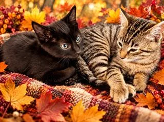A baby medium-sized male Black Tabby cat named Selma & Louie for adoption in San Luis Obispo, CA