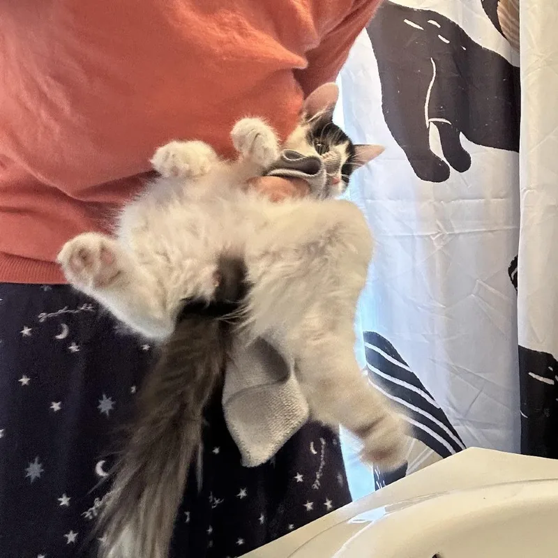 A baby small-sized male White Domestic Medium Hair cat named Eden for adoption in Brooklyn, NY