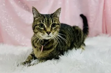 A senior medium-sized female Domestic Short Hair cat named Monica for adoption in Clarkesville, GA