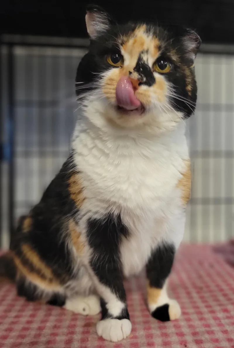 Ypsilanti thumbnail 5